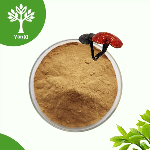 Reishi Mushroom Extract Powder Reishi Mushroom Extract Powder